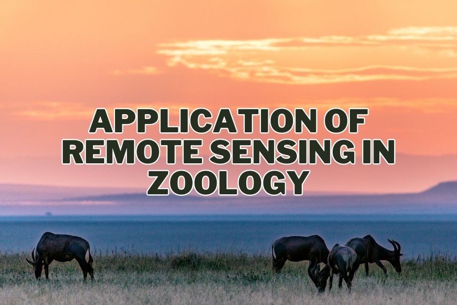 11+ Transformative Application of Remote Sensing In Zoology | Spatial Post